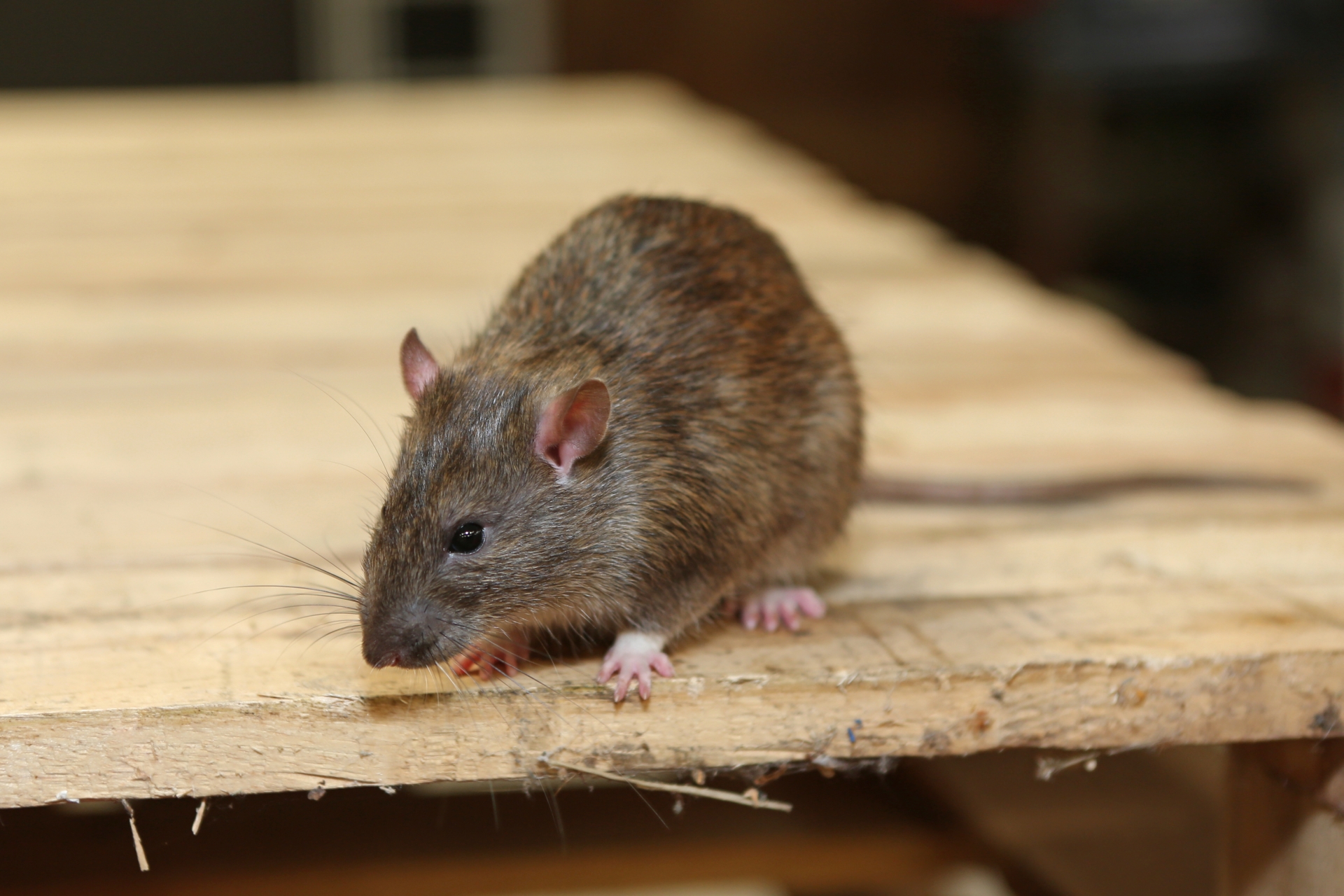 Rat Infestation, Pest Control in Cobham, Shorne, DA12. Call Now 020 8166 9746