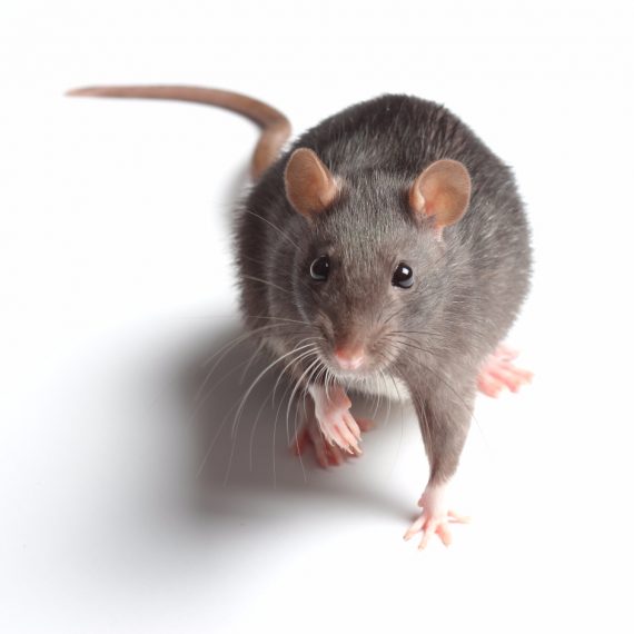 Rats, Pest Control in Cobham, Shorne, DA12. Call Now! 020 8166 9746