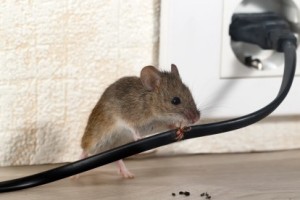 Mice Control, Pest Control in Cobham, Shorne, DA12. Call Now 020 8166 9746