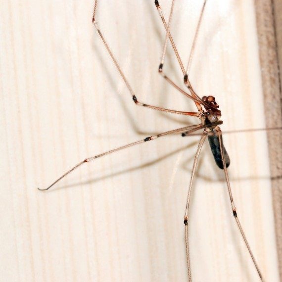 Spiders, Pest Control in Cobham, Shorne, DA12. Call Now! 020 8166 9746