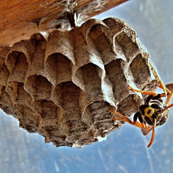 Wasps Nest, Pest Control in Cobham, Shorne, DA12. Call Now! 020 8166 9746